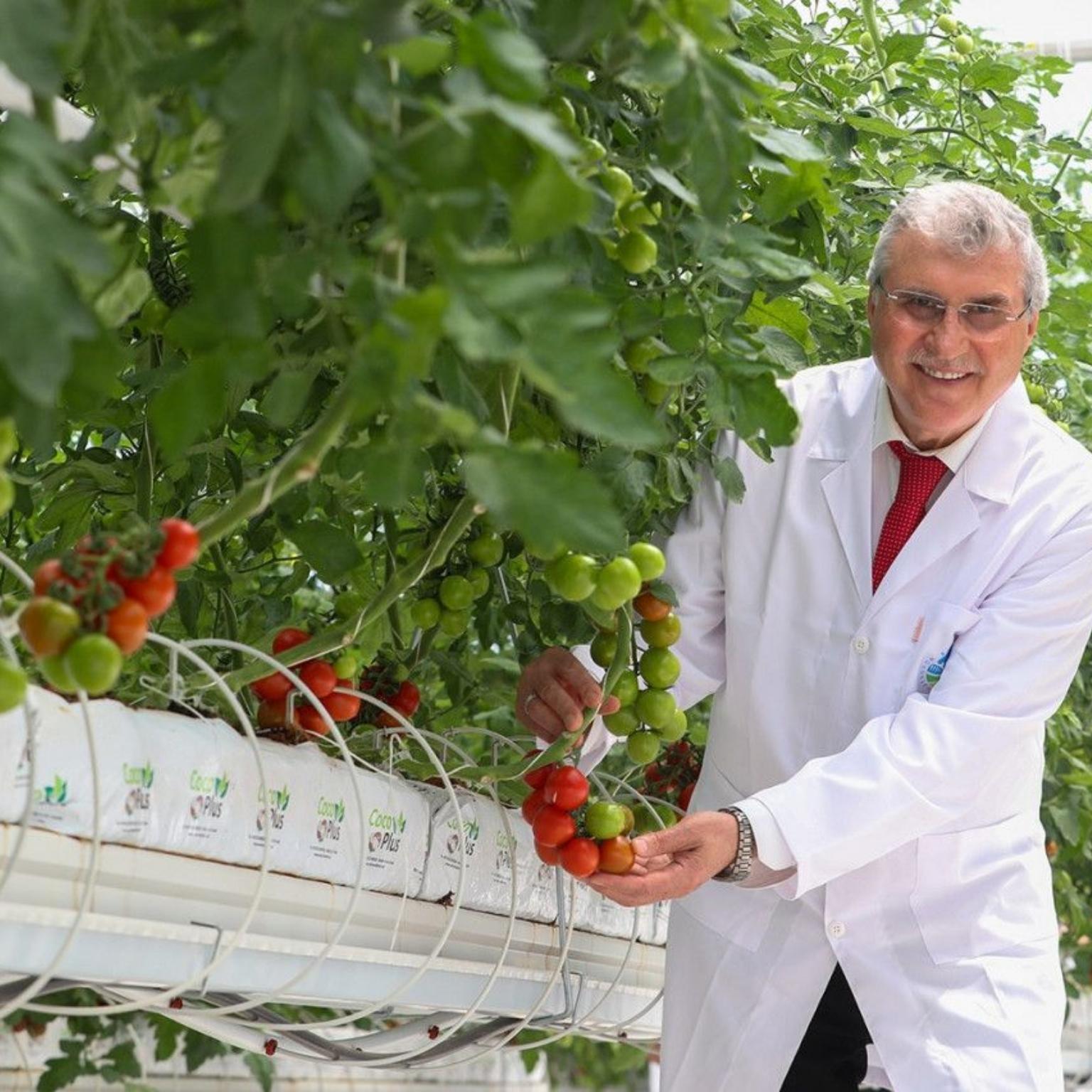 Hedef yılda 1250 ton domates