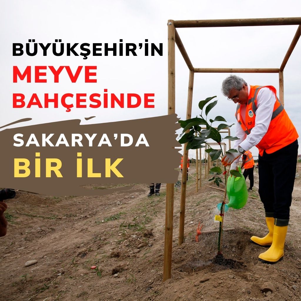 Büyükşehir’in meyve bahçesinde Sakarya’da bir ilk