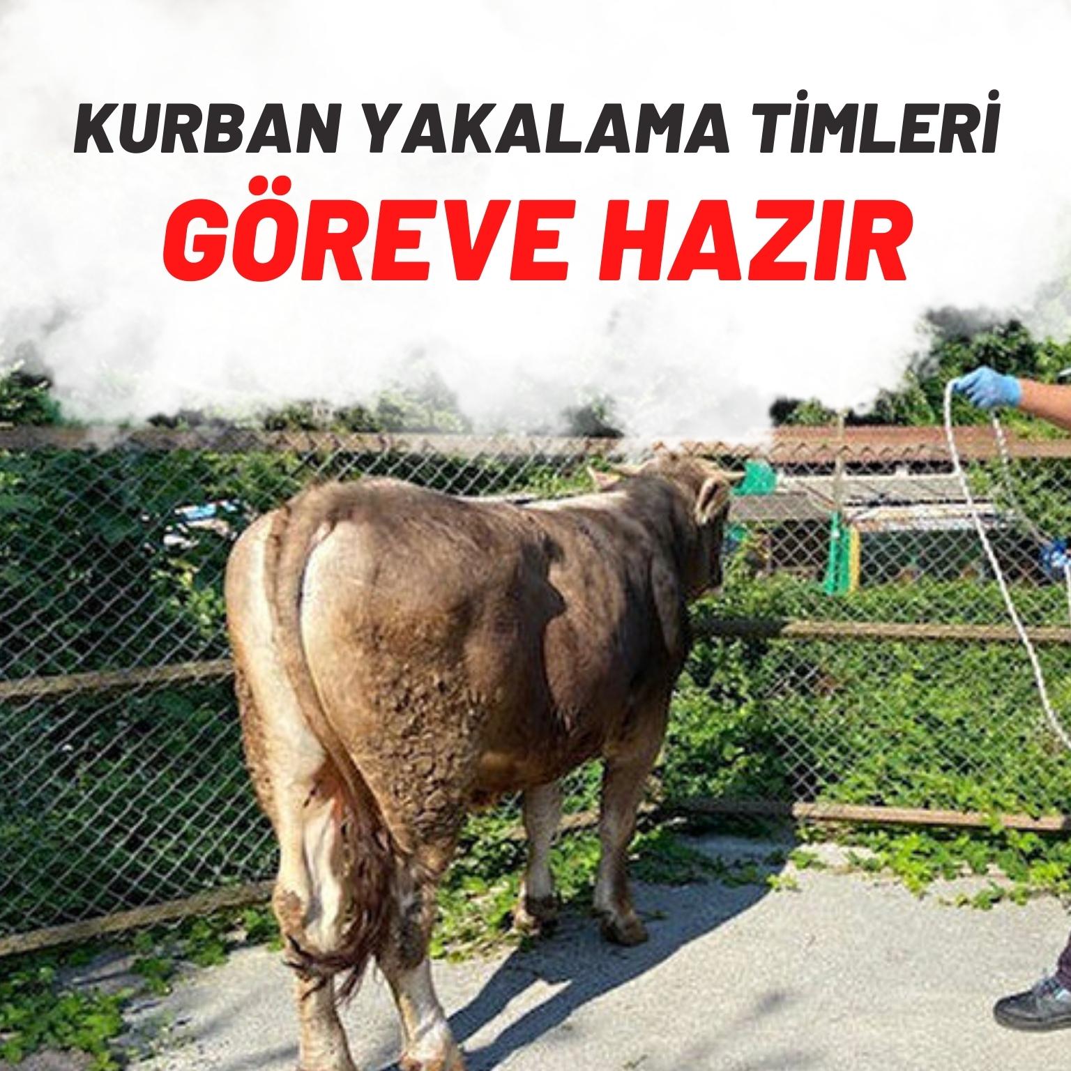 Kurban yakalama timleri göreve hazır