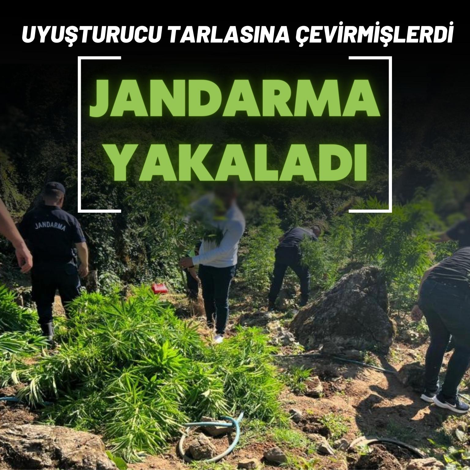 Fındık bahçesini uyuşturucu tarlasına çevirmişlerdi, jandarma yakaladı