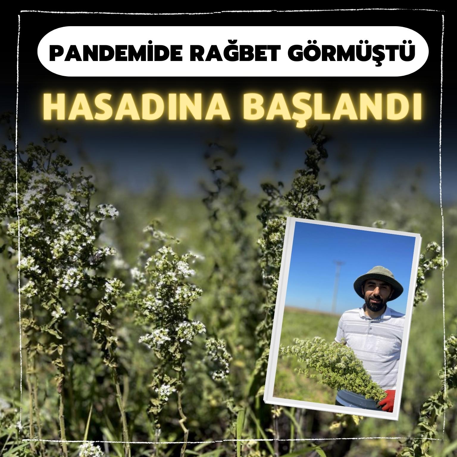 Pandemi döneminde rağbet görmüştü, hasadına başlanıldı