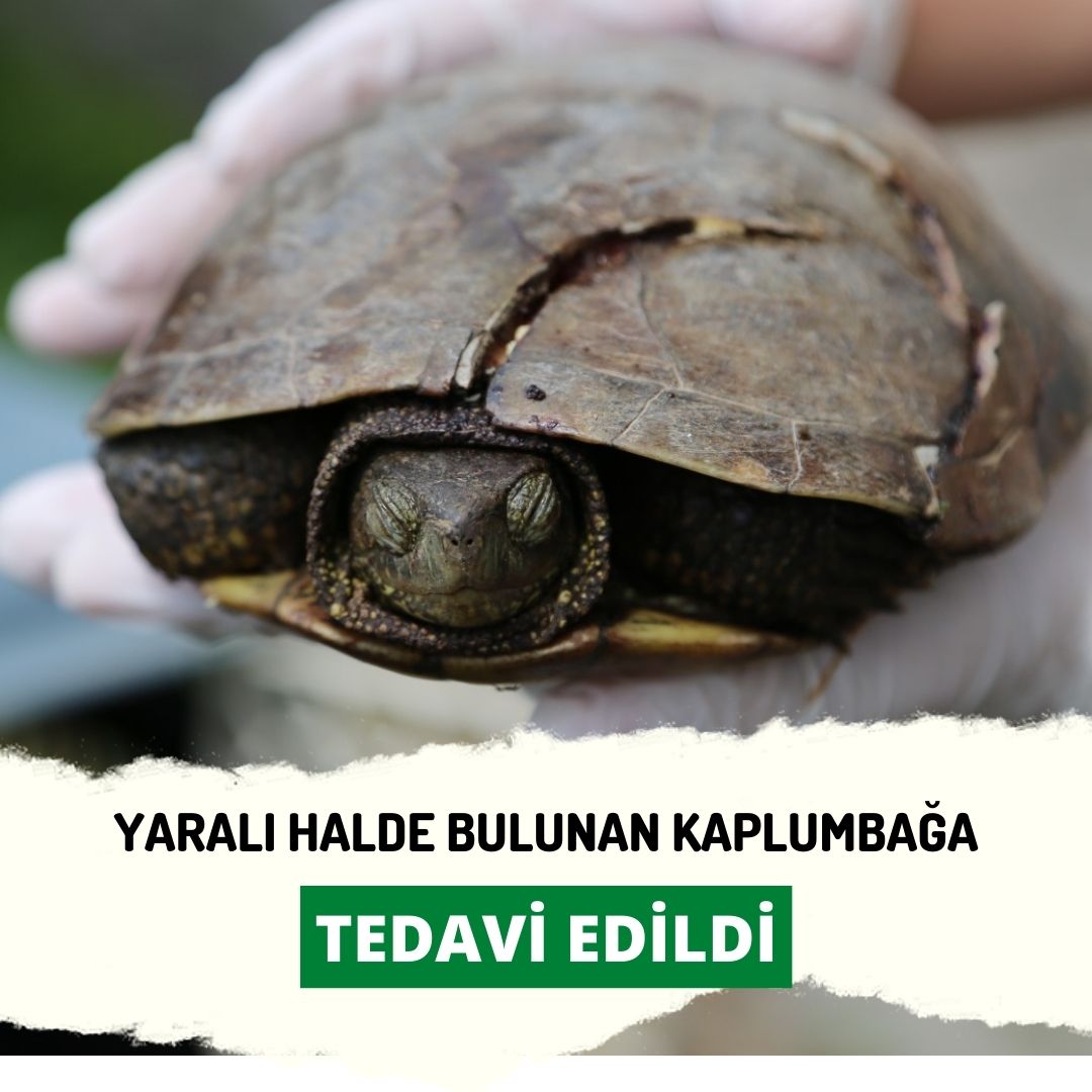 Serdivan’da Yaralı Halde Bulunan Kaplumbağa Tedavi Edildi