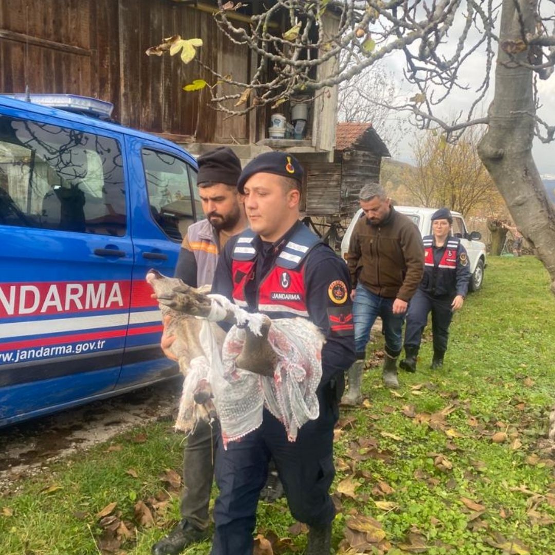 Yaralı karaca tedavi altına alındı