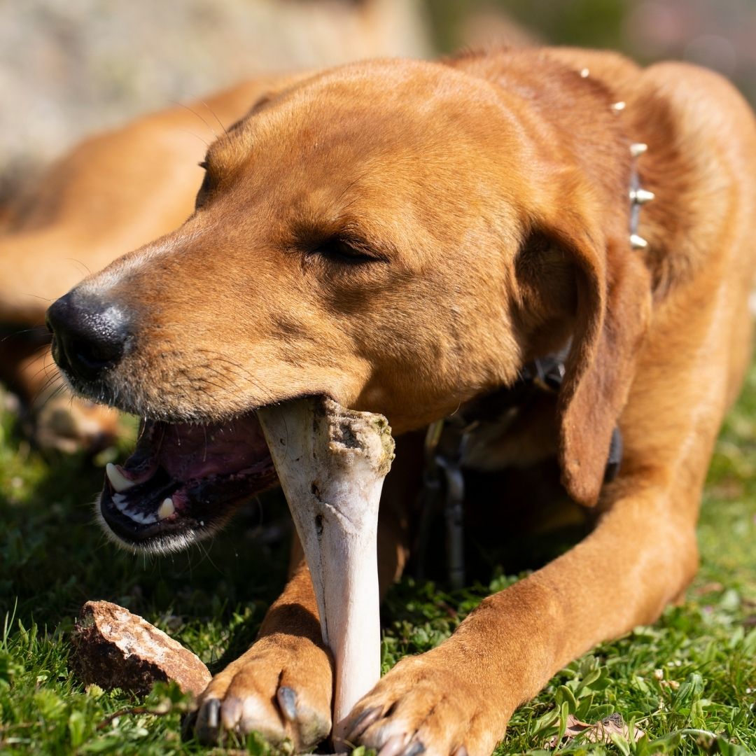 Neden Kemikler Köpekler İçin Sağlıklı ve Güvenli Bir Yiyecek Değil?