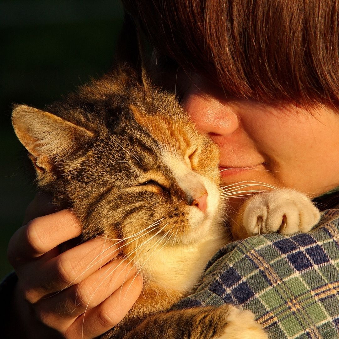 Sahipli Köpek Kediler Çip Uygulama Korkusundan Sahipleri Tarafından  Sokağa Salınıyorlar