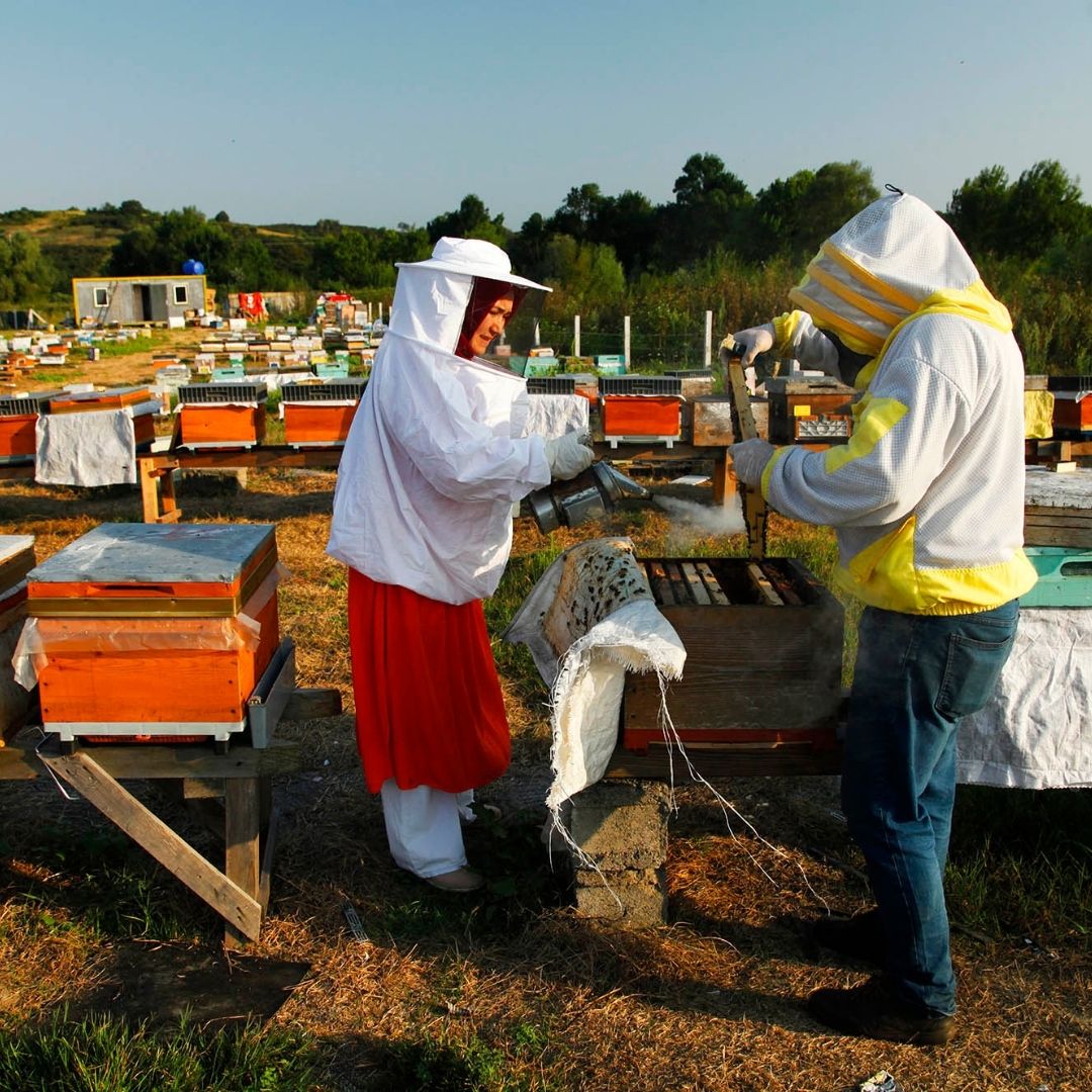 Büyükşehir’in ‘Altın Karınca’ ödüllü projesi rekor kırdı: 1 yılda tam 29 ton üretim