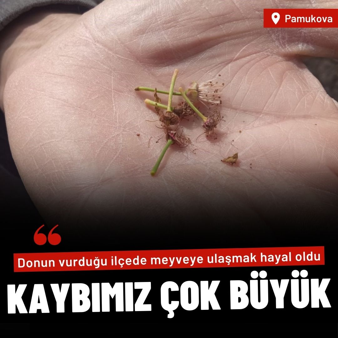 Zirai donun vurduğu ilçede meyveye ulaşmak hayal oldu: 