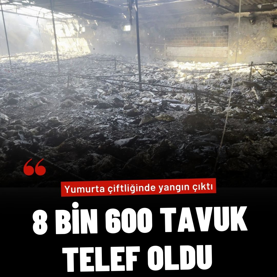 Yumurta çiftliğinde yangın çıktı: 8 bin 600 tavuk telef oldu