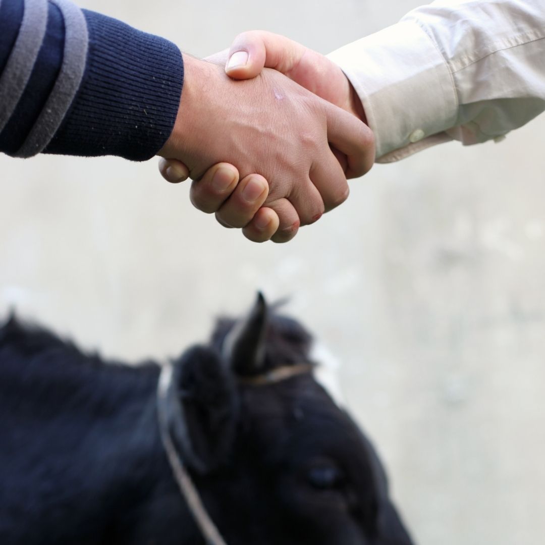 Kurbanlık hayvan seçerken nelere dikkat etmeliyiz