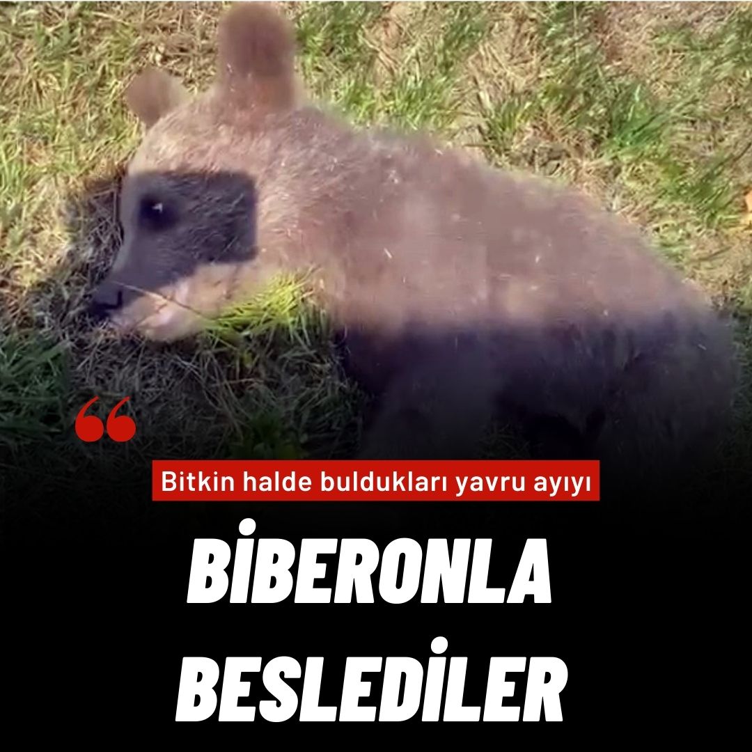 Bitkin halde buldukları yavru ayıyı biberonla beslediler