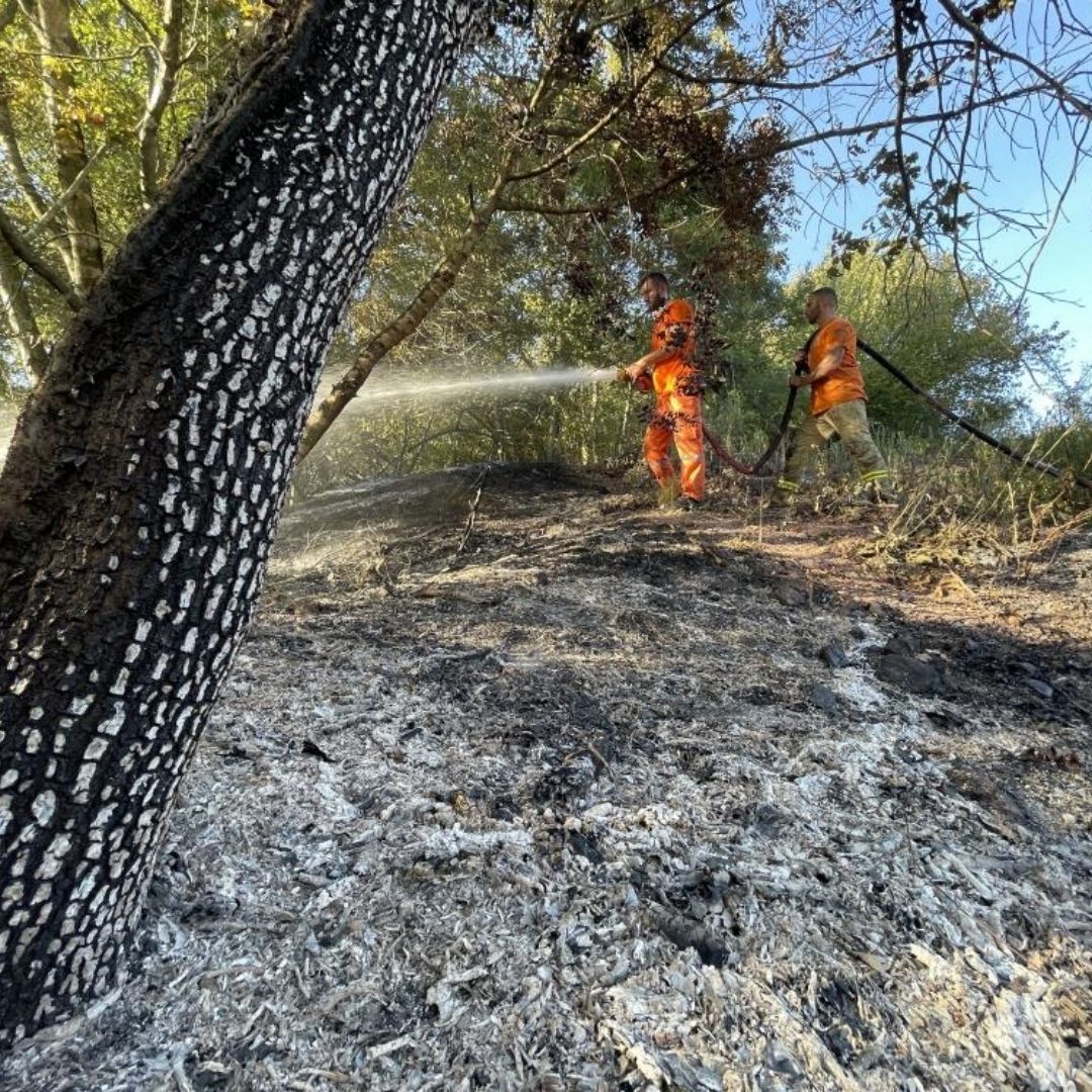 Ormanda çıkan yangın 4 dönüm yeri kül etti