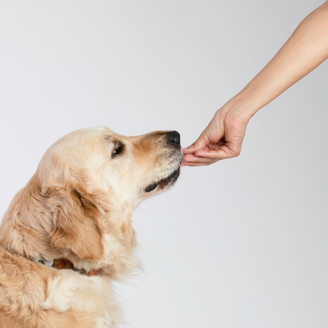 Köpek beslemenin insanlara olan faydaları