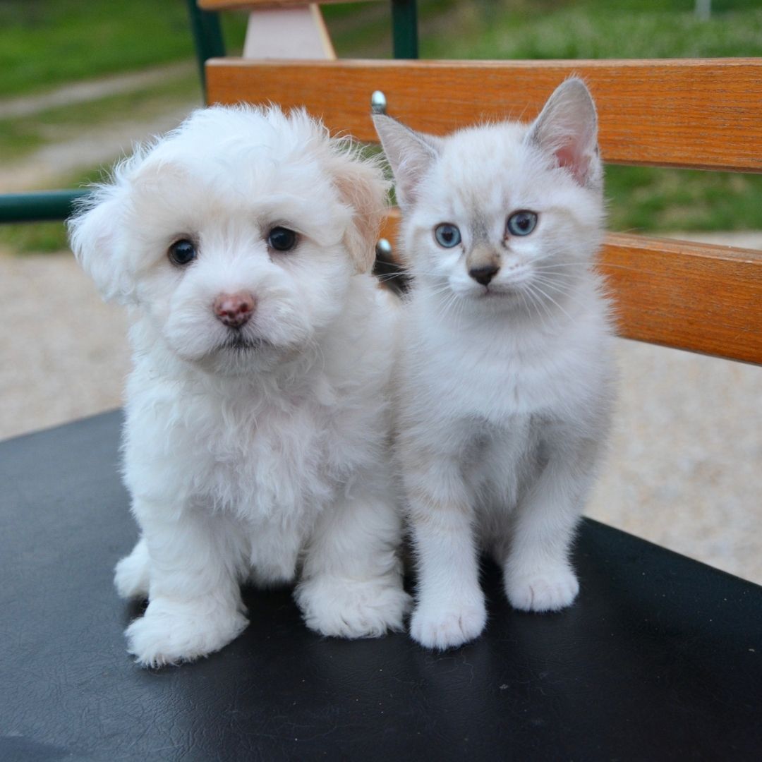 Köpeklerde ve kedilerde solunum yolu enfeksiyonları