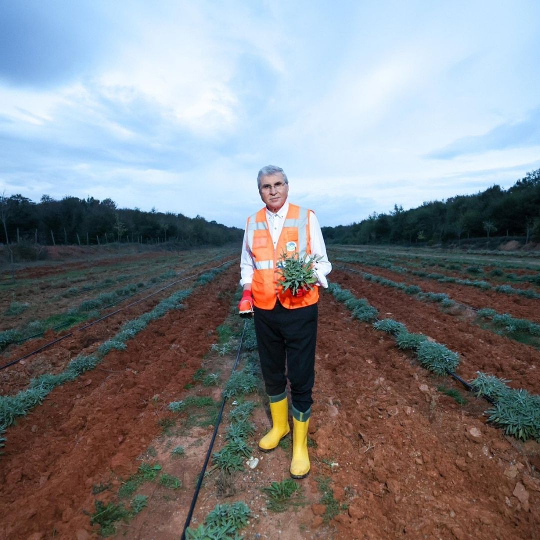 Botanik Vadi’de yılın ikinci adaçayı hasadı yapıldı; 6 ton adaçayı dünyaya ihraç ediliyor