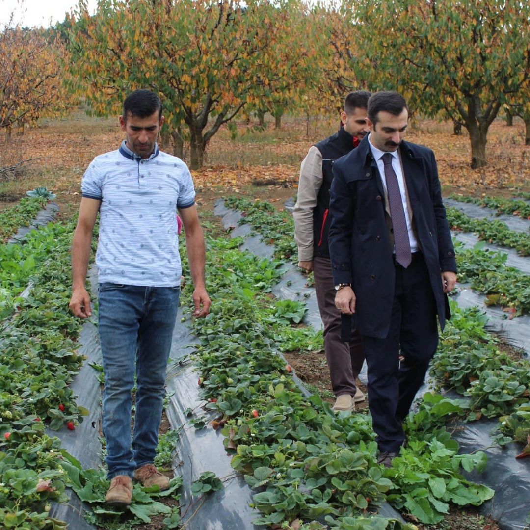 Kaymakam Serttaş Genç Çiftçi, çilek yetiştiricini tarlada ziyaret etti