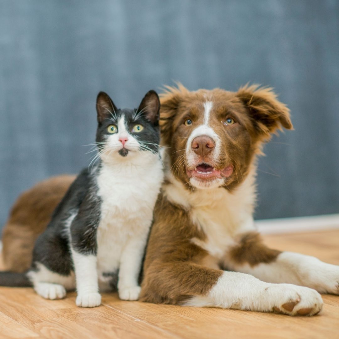 Kedilerde ve köpeklerde kısırlaştırma zamanı