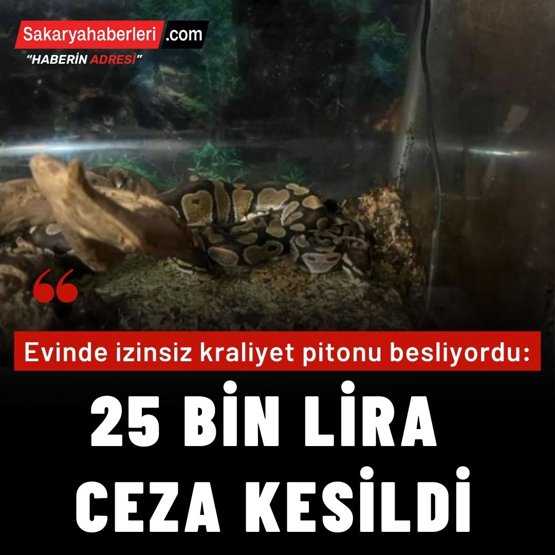 Evinde izinsiz kraliyet pitonu besliyordu: 25 bin lira ceza kesildi