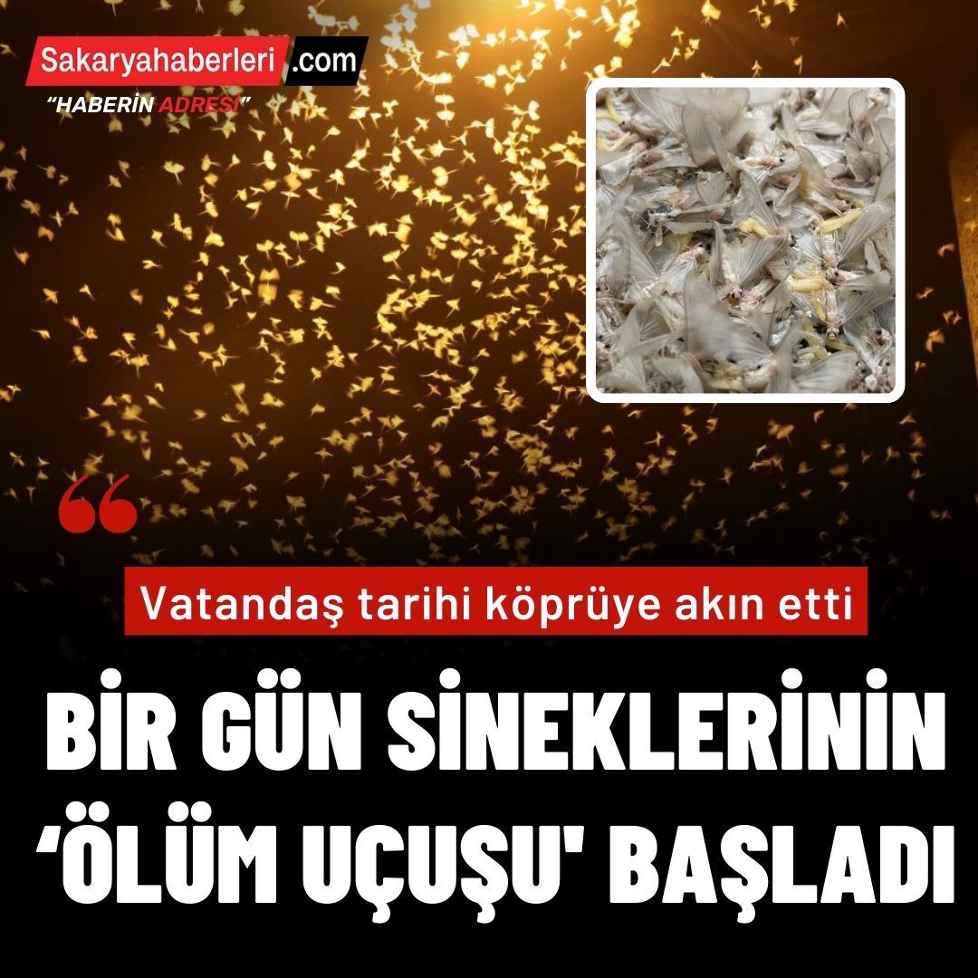 Bir gün sineklerinin ‘ölüm uçuşu' başladı, vatandaş tarihi köprüye akın etti.