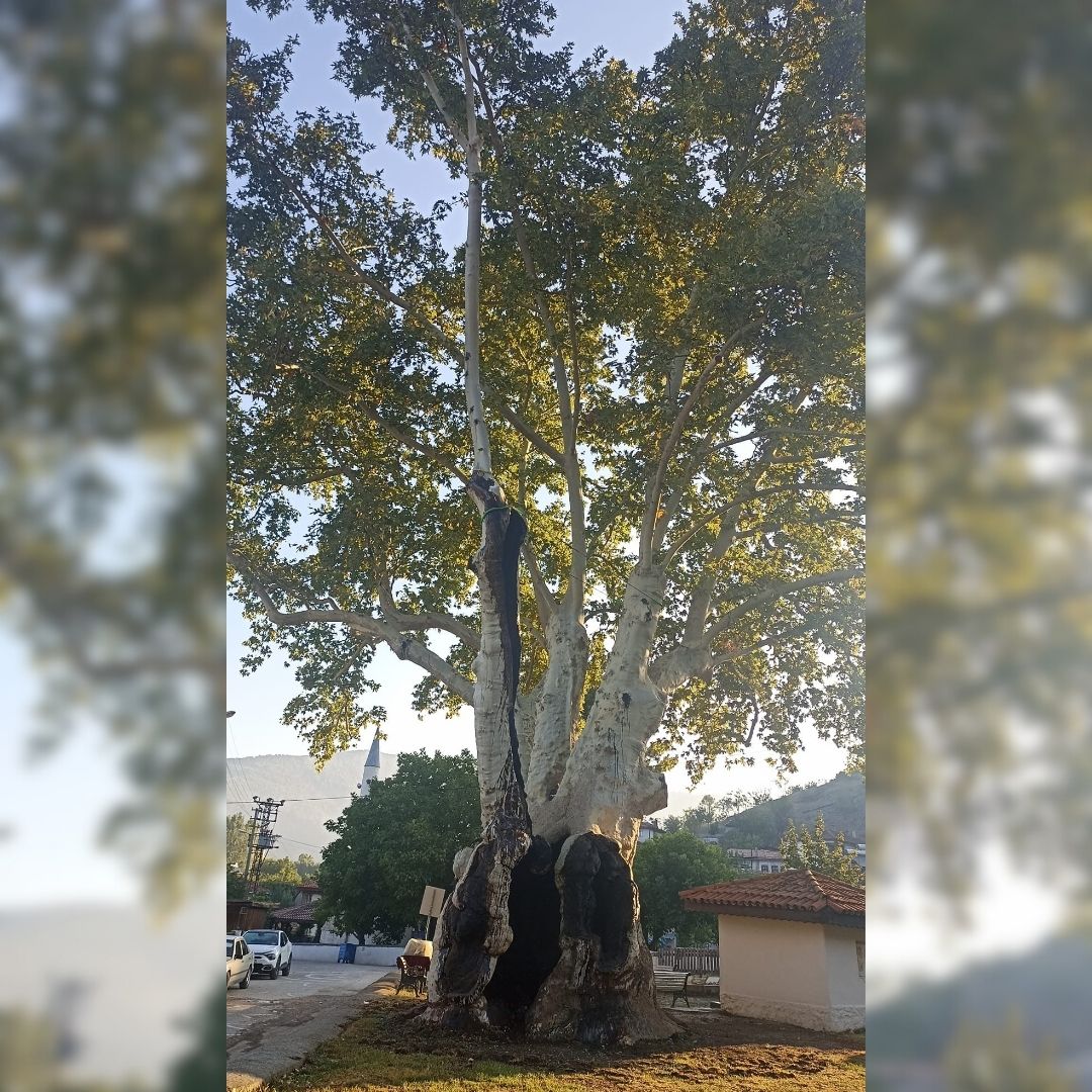 Taraklı Yusufbey Mahallesindeki Tarihi Çınar Ağacının Bakımı Yapıldı