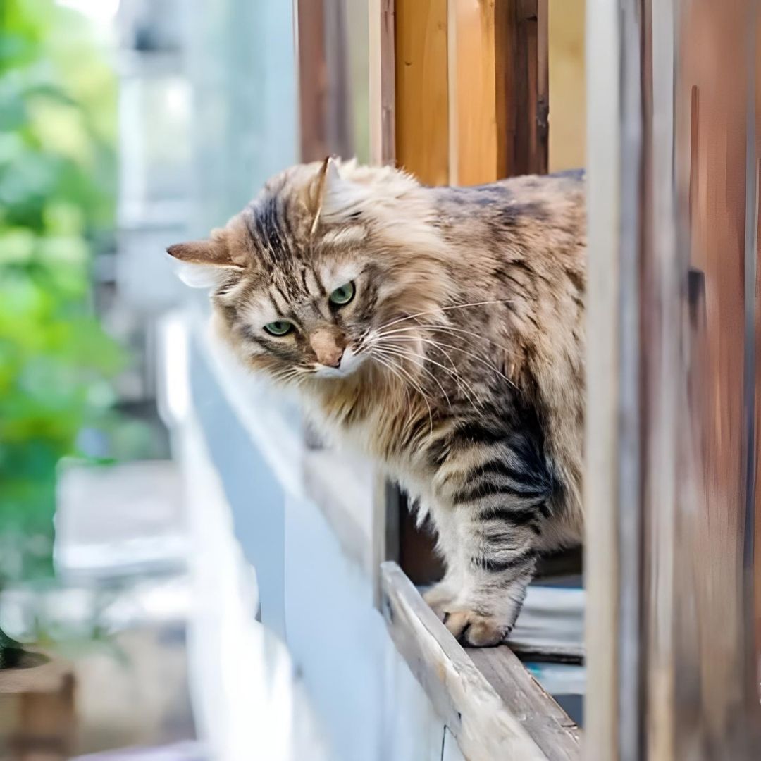 KEDİLERDE PENCERELERDEN VE BALKONLARDAN DÜŞME VAKALARI ARTTI