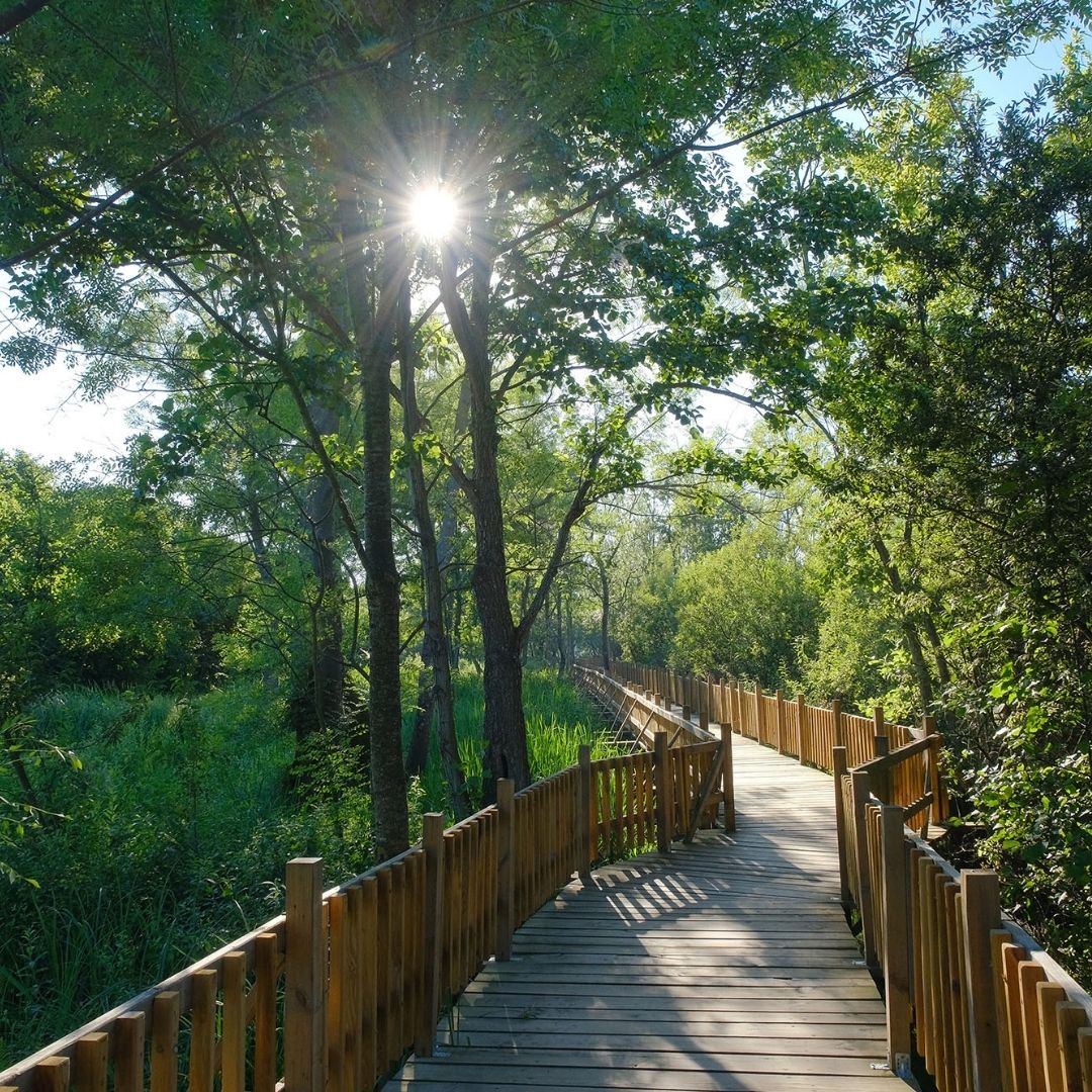 Doğal cennet Acarlar Longozu yaz sezonunda turizmin gözdesi oldu