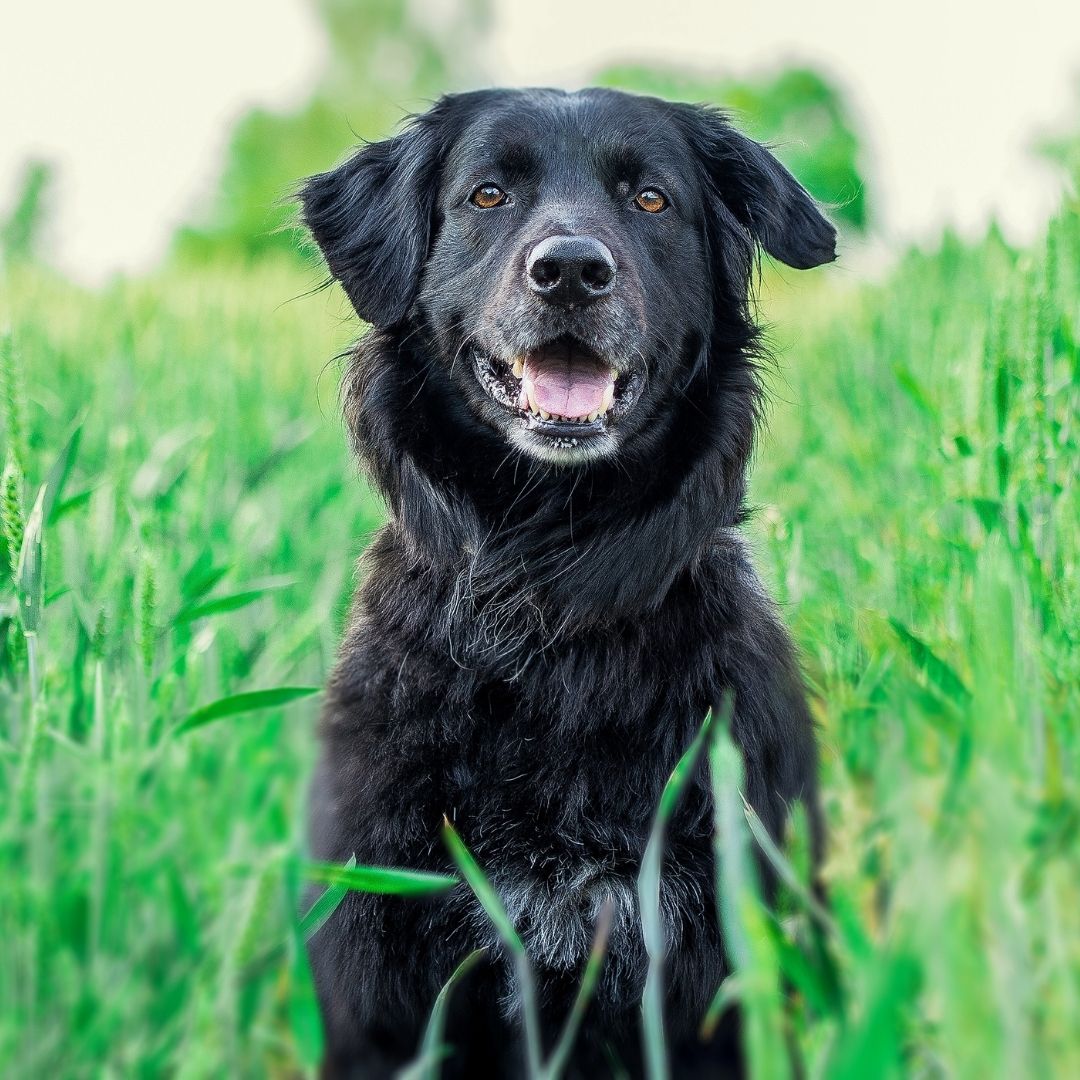 Köpeklerde Mantar Hastalığı İnsanlara Geçer mi?