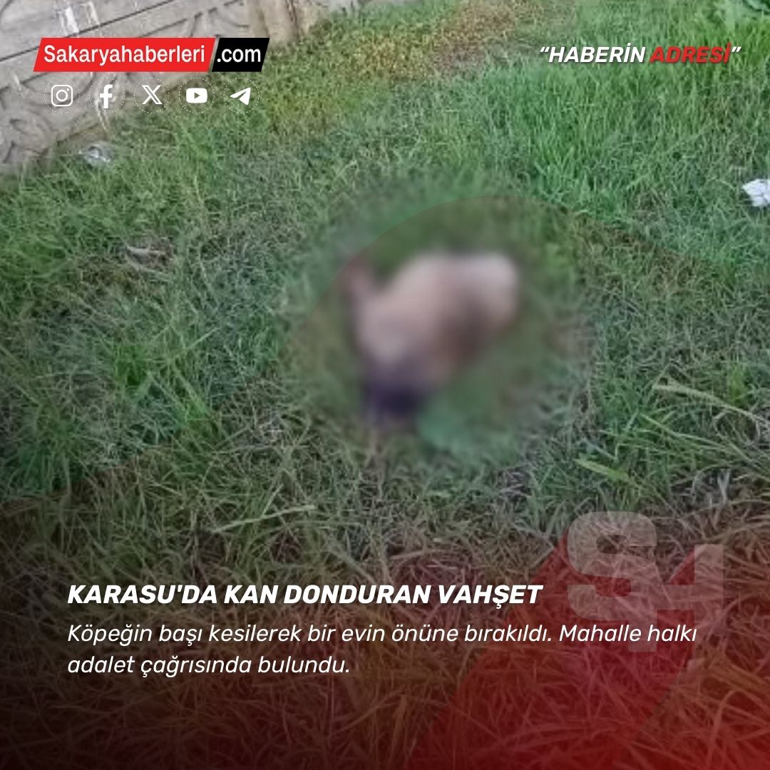 Dehşet Verici Olay: Karasu'da Köpeğin Başı Kesildi