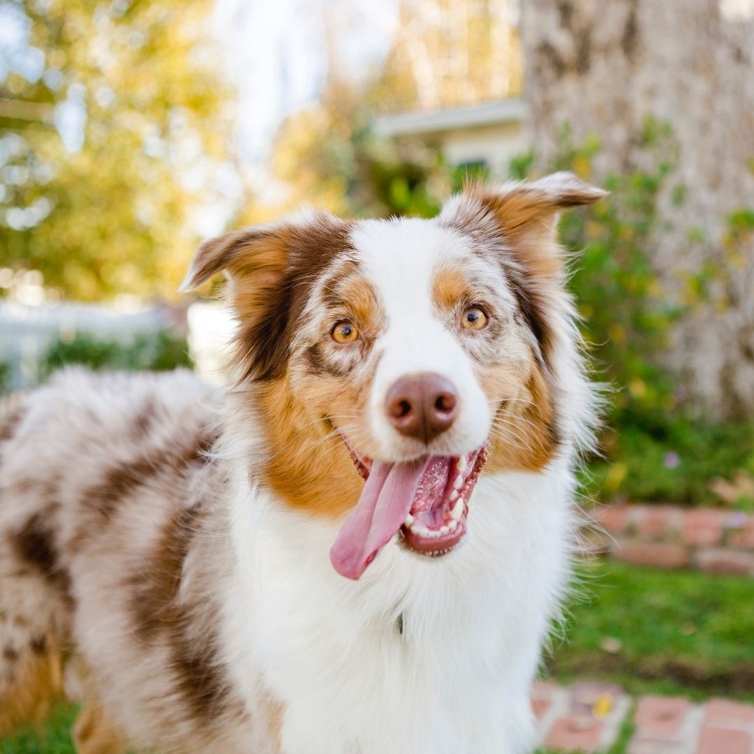 Kışın Bahçemizde Beslediğimiz Köpeklerimizi Nasıl Korumalıyız?