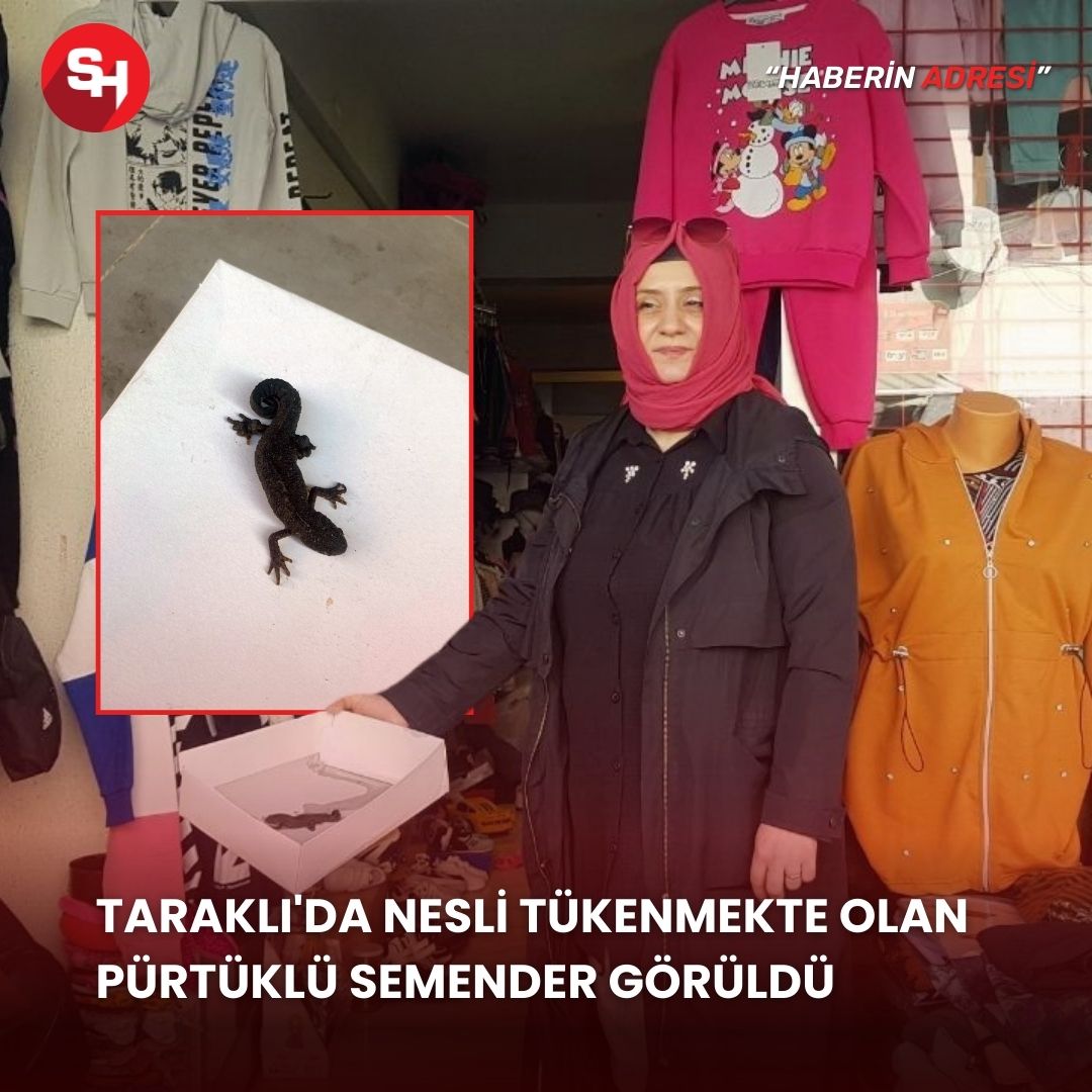 Taraklı'da nesli tükenmekte olan pürtüklü semender görüldü