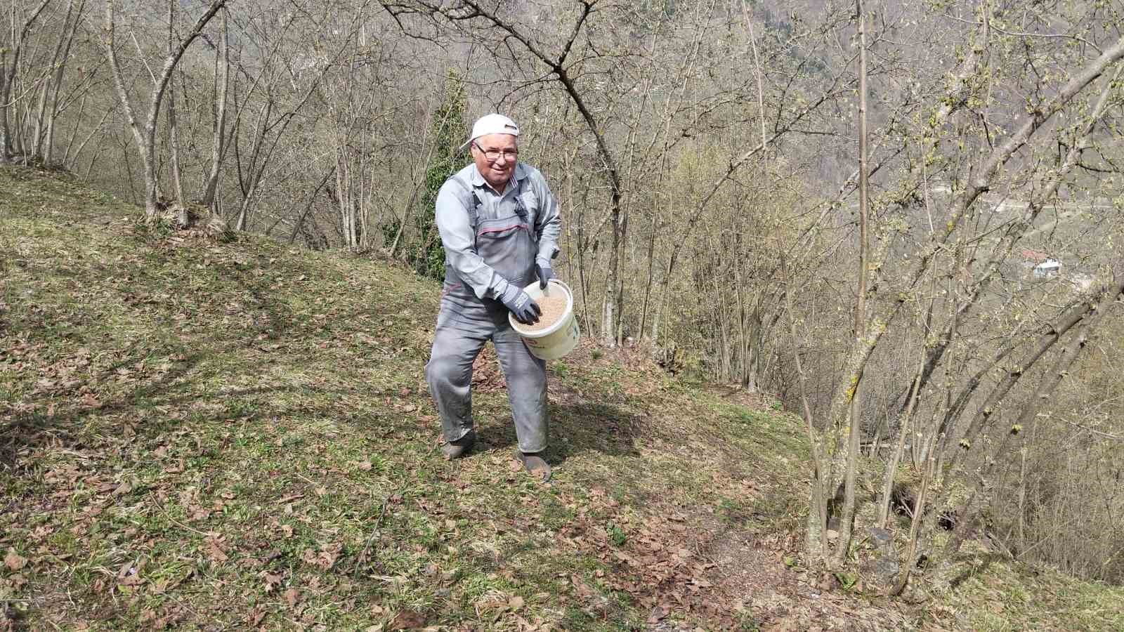 Hendek’te fındık üreticileri mesailerine başladı