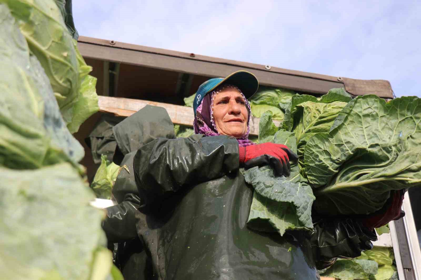 Hasadın yükünü kadınlar taşıyor: Yağmur, çamur demeden bin bir zorluklarla çalışıyorlar