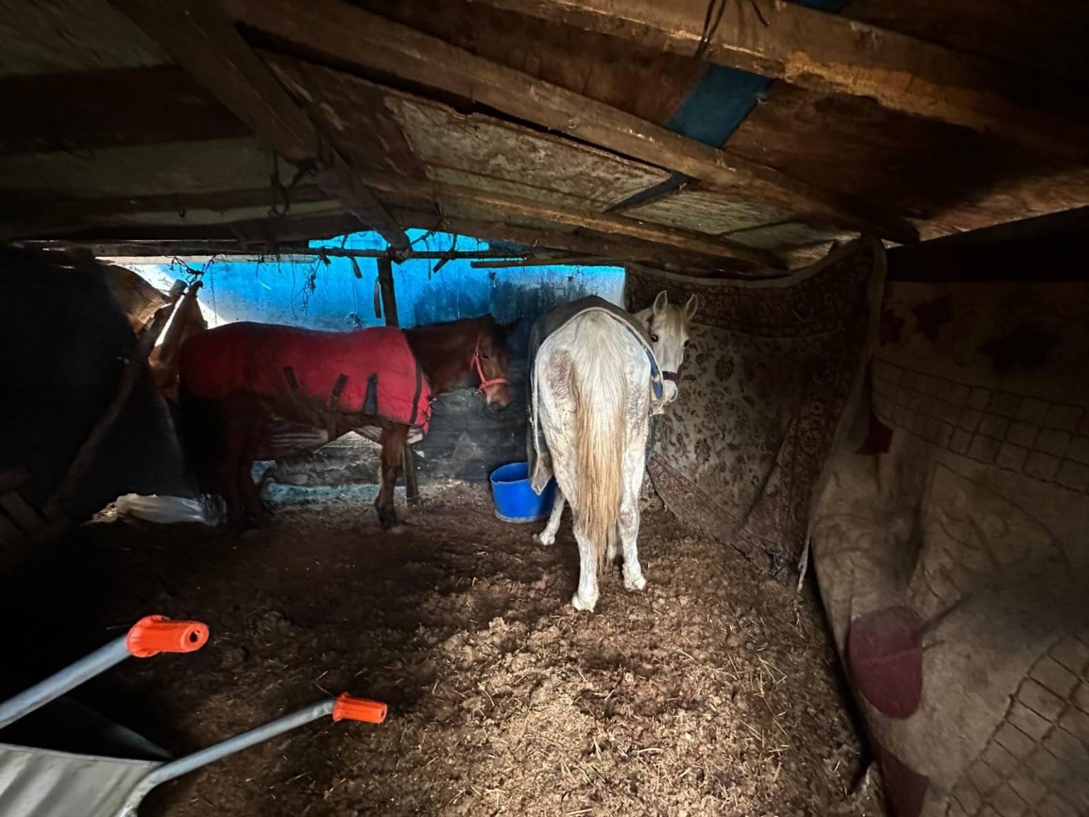 Sakarya’da otoyol kenarındaki kemikler jandarmayı at kasaplarına götürdü