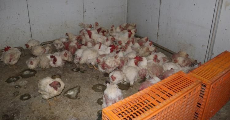 Sakarya’da tavuk çiftliğine biyogüvenlik kısıtlaması