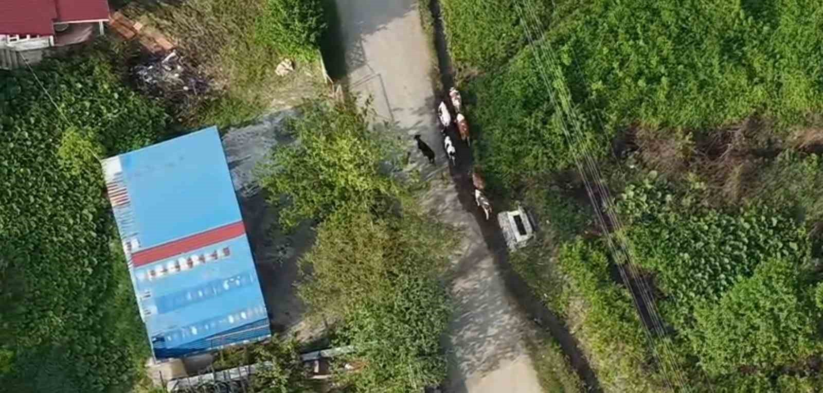 Vatandaşın kaybolan büyükbaşlarını jandarma dron ile buldu